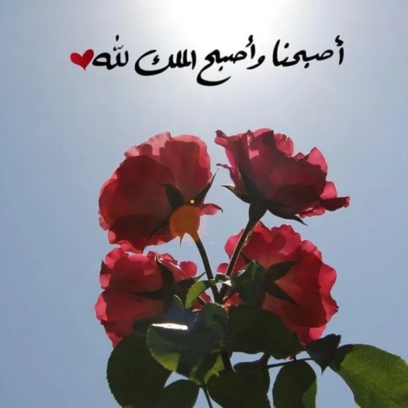 Meet your Posher, Sora - Picture 1 of 1